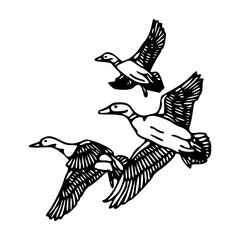 wild ducks migration sketch isolated on white background