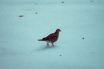 Lonely Pigeon on Snowy Ground in Snowfall, Winter in Wuhan