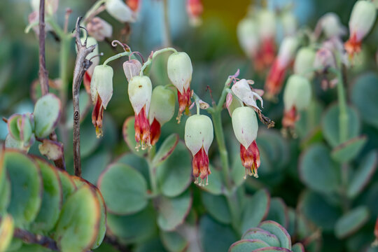 Kalanchoe marnieriana, also known as Marnier's kalanchoe, is a species of succulent plant in the family Crassulaceae. Waialua, Honolulu, Oahu, Hawaii.
