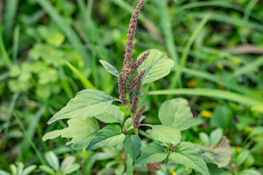 Family Amaranthaceae" Images  Browse 8,622 Stock Photos, Vectors, and  Video | Adobe Stock