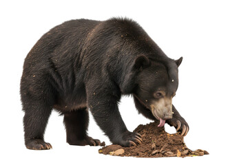 Fototapeta premium Sun Bear Digging and Licking Soil During a Moment of Focused Foraging Activity