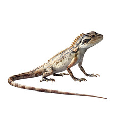Fototapeta premium Bearded Dragon Lizard Isolated on White Background