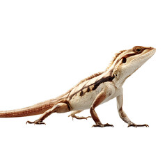 Obraz premium Bearded Dragon Lizard Isolated on White Background