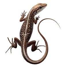 Brown Spotted Lizard Climbing on White Background, Isolated, Close-up