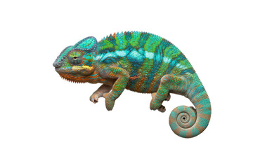 Naklejka premium Vibrant Chameleon with Intricate Scales and Curled Tail on White Background