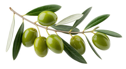 Green olives on branch with leaves isolated on a transparent background