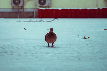 Pigeon Facing Camera on Snow During Winter Snowfall, Wuhan China