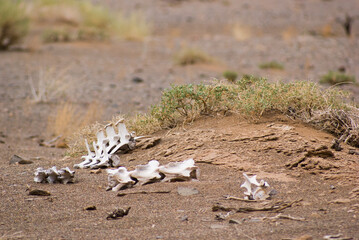 Old white bones in Khermen Tsav. Traveling through Gobi desert, Mongolia