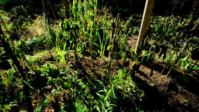 Close up shot of maturing bell peppers hanging from withering plants and moving camera up and away showing more dying plants after first frost killed crops