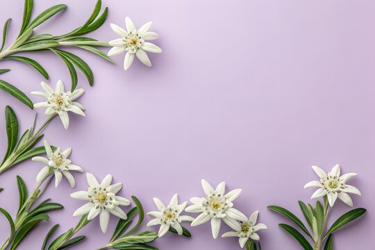 Floral Elegance: Delicate edelweiss blossoms, nestled amidst their verdant foliage, create a beautiful floral arrangement, creating a peaceful and serene environment.