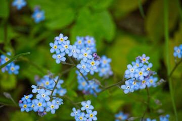A beautiful macro shot of delicate forget-me-not flowers blooming in springtime.