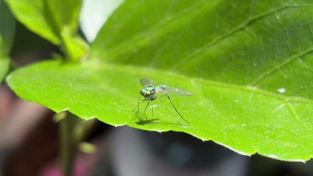 Condylostylus comatus fly in action