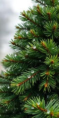Obraz premium A freshly cut pine tree, rich green needles glistening with dew, ready for holiday adornment, organic, Christmas