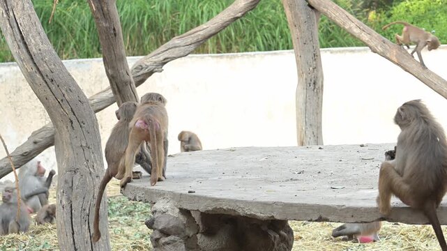 pair of young baboons (PAPIO) playing