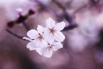 Fototapeta premium 春の光を浴びる桜
