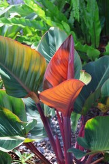 Sunlight catches the new emerging red leaves of Philodendron Red Congo © Paul Atkinson