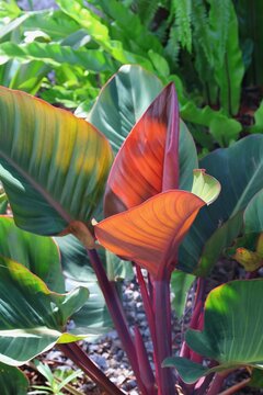 Sunlight catches the new emerging red leaves of Philodendron Red Congo