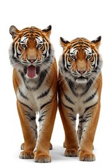 Obraz premium Two majestic tigers standing side by side