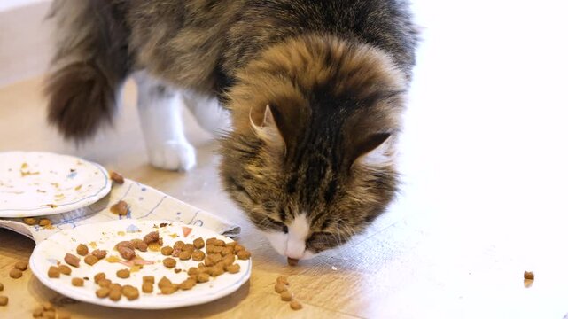 A domestic longhair tabby cat eating cat food from the floor and a plate, with dry kibble scattered around. Natural feeding scene showing everyday pet behavior and home care routine.