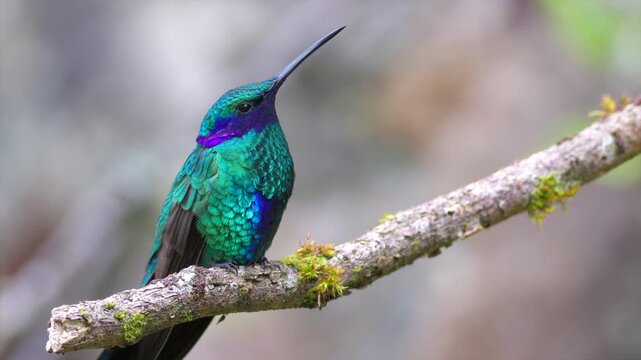 Sparkling Violetear hummingbird bird perched in tropical rainforest jungle cloud forest mountains