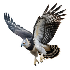 Bird Landing with Wings Back Isolated