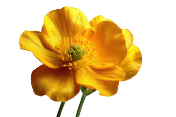 Vibrant orange buttercup flower isolated on transparent background. Golden buttercup flower vibrant yellow petals isolated on white background.