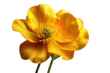 Vibrant orange buttercup flower isolated on transparent background. Golden buttercup flower vibrant yellow petals isolated on white background.