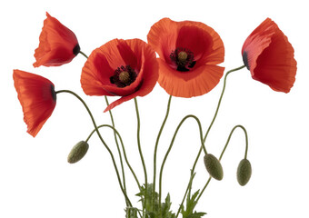 Naklejka premium Red poppy flowers red poppies poppy bouquet green stems isolated on a transparent background