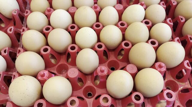 Chicken Eggs in Red Tray