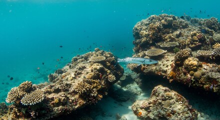 さんさんと降り注ぐ太陽光が青い海を照らし透明度高く輝く美しく色鮮やかなサンゴ礁の海を細長い魚がゆったりと泳ぎ進む神秘的な水中世界