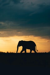 Fototapeta premium Elephant Silhouette at Sunrise in Vast African Landscape
