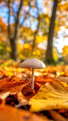 A lone mushroom among autumn leaves in a forest