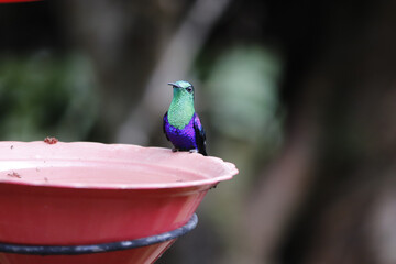 Flora y Fauna Cali - Valle © John J. Cortés M.