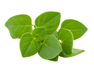 Fresh Green Marjoram Herbs Aromatic Spice in PNG Format Isolated on Transparent Background