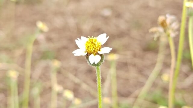 Macro photography of the daisy Tridax Procumbens, also known as Coatbuttons daisy, a wild flower with a yellow center and white petals.