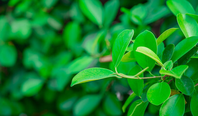Tropical leaves texture,Abstract nature leaf green texture background.
