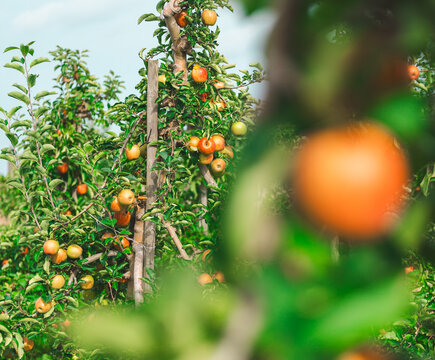 Organic Red Apples on Tree with Natural Background.