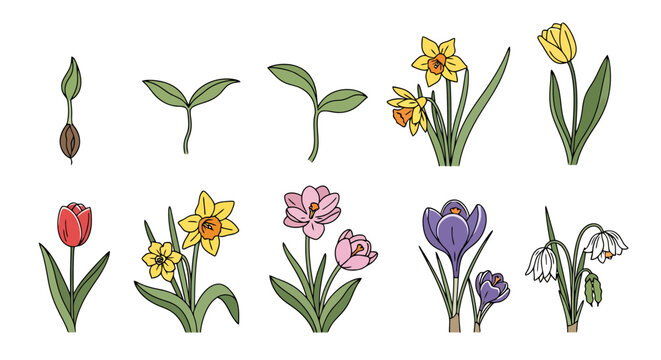 Stages of Botanical Growth from Seed to Blooming Spring Flowers Tulip Daffodil Crocus Snowdrop Isolated on White Background