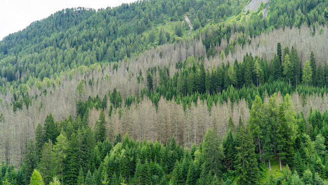 Woods destroyed by the European spruce bark beetle, whose scientific name is Ips typographus, the beetle that is ravaging the forests. Italian Alps