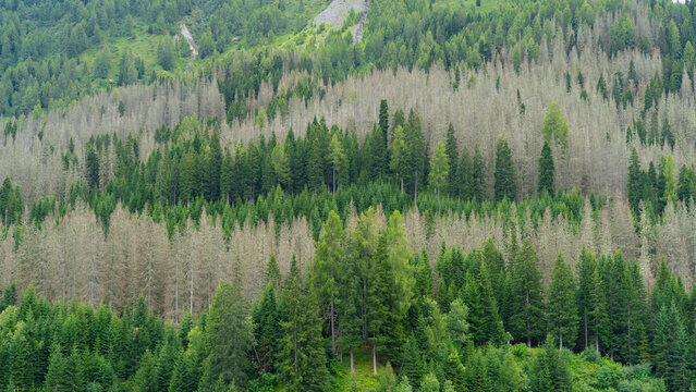 Woods destroyed by the European spruce bark beetle, whose scientific name is Ips typographus, the beetle that is ravaging the forests. Italian Alps