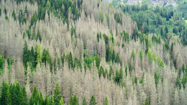 Woods destroyed by the European spruce bark beetle, whose scientific name is Ips typographus, the beetle that is ravaging the forests. Italian Alps