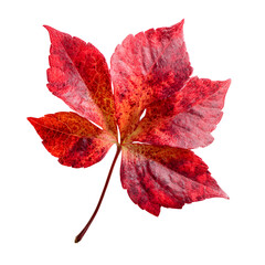 Autumn Red Parthenocissus Quinquefolia Leaf, Fall Season, Isolated on Transparent Background