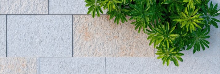 Tropical green plant with stiff leaves growing against a textured grey brick wall in an urban garden setting, perfect for architectural landscaping and branding background