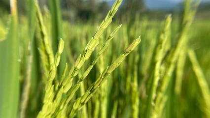 green grass in the wind