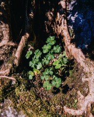 Green Clover Plants and Moss Growing Among Thick Tree Roots in a Sunlit Forest Setting for Nature Branding and Creative Environment Assets