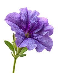 Vibrant Purple Petunia Flower Isolated on Transparent Background