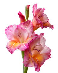 Pink Gladiolus Flower Macro Detail with Bud, Isolated on Transparent Background