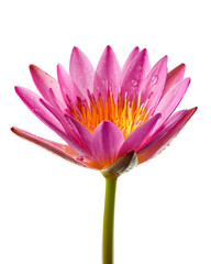 Vibrant Pink Water Lily Flower Blooming with Water Droplets, Isolated on Transparent Background