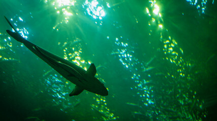 Fototapeta premium Underwater view of shark swimming in deep green ocean with light rays, representing marine wildlife, ocean predator, natural power, mystery, strength, and aquatic ecosystem concept.