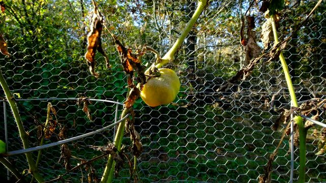 Close up of bad and unmatured tomato hanging from dying vine after first frost wither plant